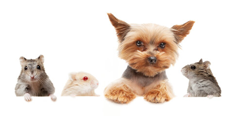 Dog Yorkshire terrier and hamsters on a white background