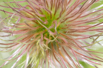 A flower with a thin petal close-up as background, texture, pattern.