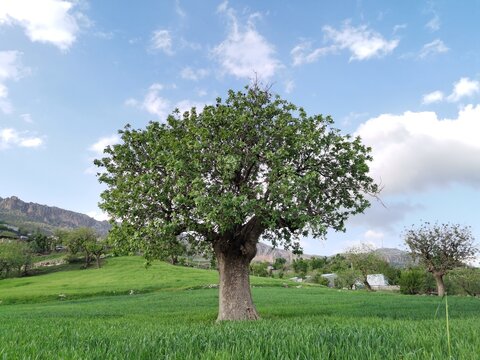 Old terebinth tree in spring