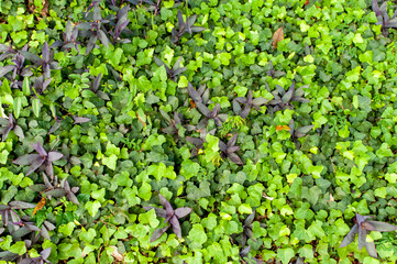 Fototapeta na wymiar Background texture of plants in garden, climbing Ivy plant
