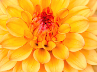 Dahlia with yellow petals, in the middle of the flower red petals. Background, texture, pattern.