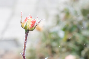 Beautiful rose covered with hoarfrost, copy space