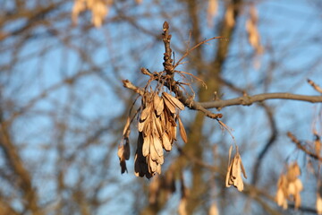 branches of a birch