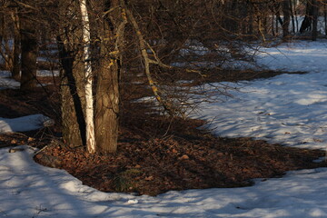 forest in winter