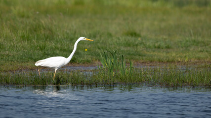 Ardea alba - Great egret - Grande aigrette