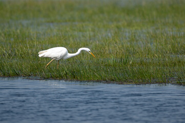Fototapeta premium Ardea alba - Great egret - Grande aigrette