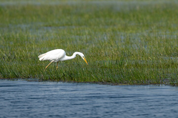 Ardea alba - Great egret - Grande aigrette