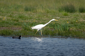 Ardea alba - Great egret - Grande aigrette