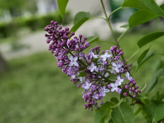 Fototapeta na wymiar lilac flowers on a branch