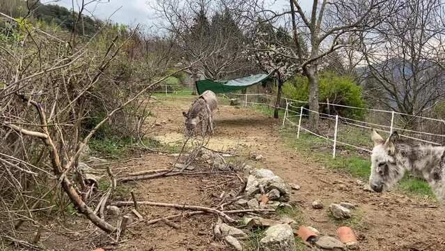 Ane dans les C&eacute;vennes, Occitanie