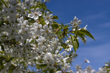beautiful flowers on a branch of an apple tree against the background of a blurred garden