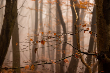 nebliger Herbstwald nach dem Regen, düstere Stimmung, Wienerwald