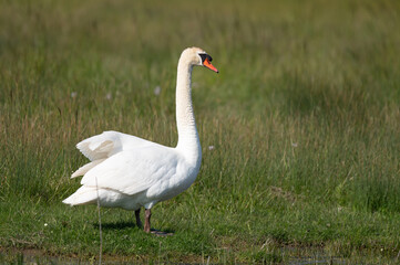 Cygnus olor - Mute swan - Cygne tuberculé