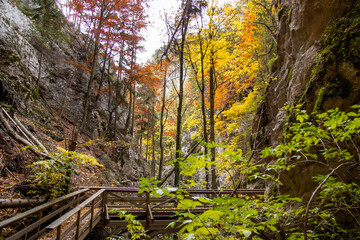 Herbstwald in der Steinwandklamm, Niederösterreich