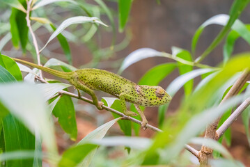 Chameleon on a branch hiding in leaves. Chameleo on Zanzibar
