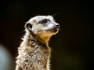 Fototapeta premium ミーアキャット meerkat