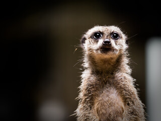 ミーアキャット meerkat