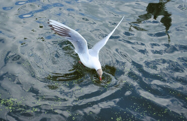 Seagull eat something. Bird found something in the water. Seagull on water. Seagull wingbeat. Seagulls on pond. Bird on motion. Reflection on water. 