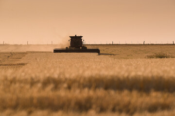 Naklejka premium Harvester machine, harvesting in the Argentine countryside, Buenos Aires province, Argentina.