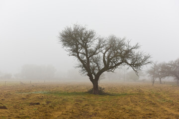 Lonely tree in thick fog at dawn, in Pampas Landscape, La Pampa Province, Patagonia, Argentina.