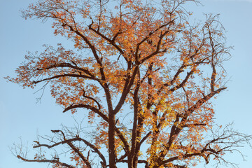Big autumn tropical tree branches.