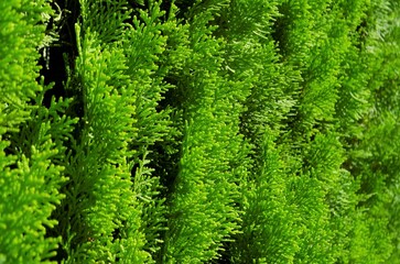 green thuja hedgerow close up photo. Background wallpaper. Thuja hedgerow texture. Thuja leaves.
