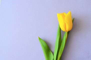 yellow tulip on a purple background. Copy space for text. Symbol of spring.