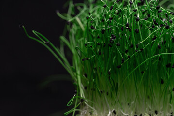 Fototapeta na wymiar Macro greens plants grows isolated on a black background. Healthy raw food