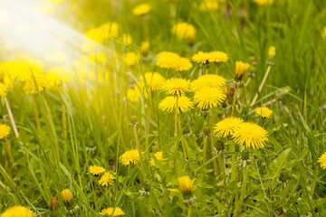 Beautiful flowers of yellow dandelions in sunlight
