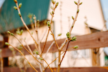 grass in the morning