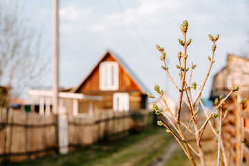 wooden house in the field