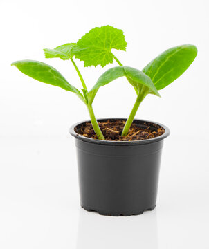 Zucchini Seedlings In A Pot, On White Background