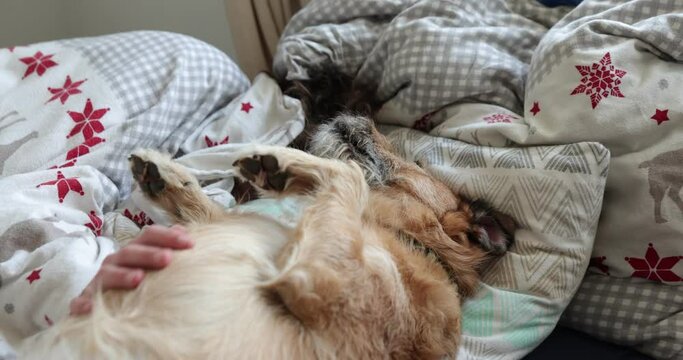 Lazy legs-up terrier dog extended relaxing on bad with boy. Teen boy play with dog staying in the bed.