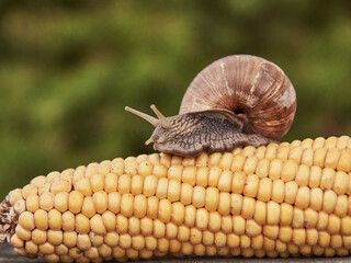 A large garden snail crawls on a corn cob.