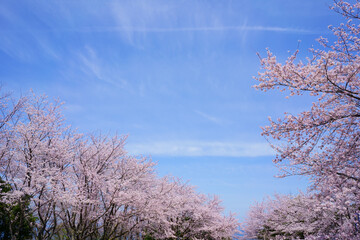 Fototapeta premium 桜 青ノ山山頂(香川県宇多津町)