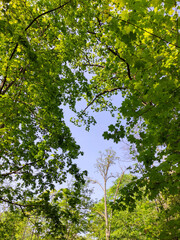 Fototapeta premium trees in the forest