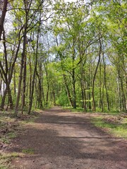 path in the forest