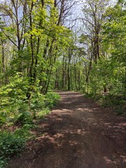 path in the forest