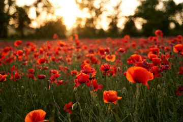 Obraz premium Camera moves between the flowers of red poppies. Poppy as a remembrance symbol and commemoration of the victims of World War. Flying over a flowering opium field on sunset. Camera moves to the right.