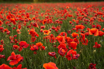 Fototapeta na wymiar Camera moves between the flowers of red poppies. Poppy as a remembrance symbol and commemoration of the victims of World War. Flying over a flowering opium field on sunset. Camera moves to the right.
