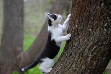 Cat on a tree. Funny black and white kitten climbed a tree trunk.