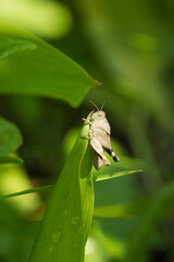 The blue-winged grasshopper (nymph) (lat. Oedipoda caerulescens), of the family Acrididae. Central Russia.