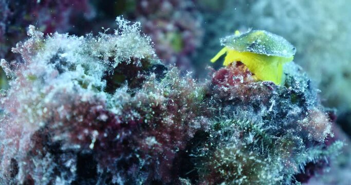 tylodina perversa yellow nudybranch underwater nudibranch snail slug mediterranean