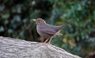 A female blackbird perching on a log against a defocused background. 