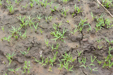 Small Chinese morning glory is growing in ready soil and is harvested and put on the market again soon and to improve the harvest in the farmer's garden next to my house as organic.