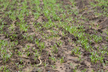 Small Chinese morning glory is growing in ready soil and is harvested and put on the market again soon and to improve the harvest in the farmer's garden next to my house as organic.
