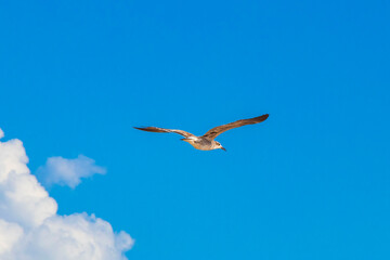 Flying seagull bird with blue sky background Holbox island Mexico.