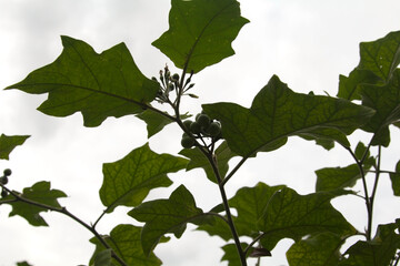 Turkey berry, eggplant-Turkey berry  isolated on white background is a combination of Thai food, crispy, delicious, healthy taste.