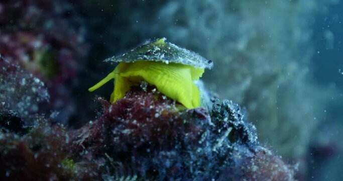 tylodina perversa yellow nudybranch underwater nudibranch snail slug mediterranean