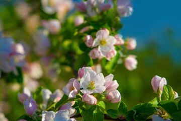 Blossoming apple tree flowers in sunlight at blooming garden.